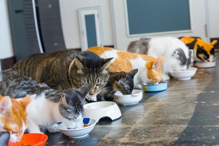 多猫家庭分开喂食避免资源守卫场景