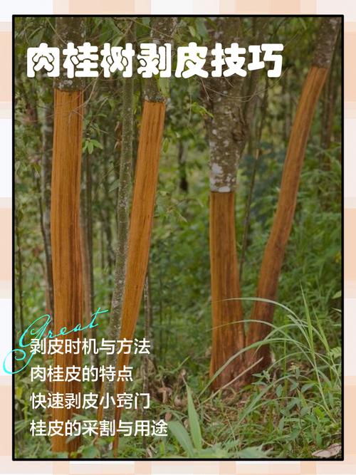 斯里兰卡香料园肉桂剥皮过程