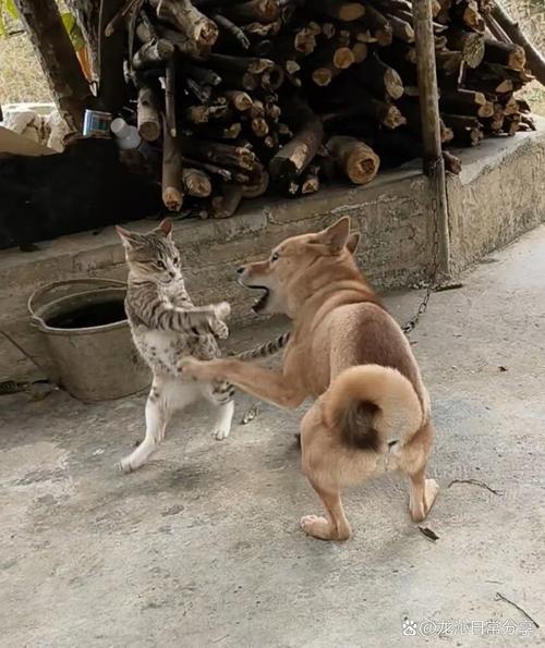 多宠猫狗玩耍打架姿态对比图