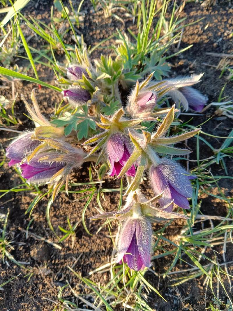 北京郊区野生白头翁开花生境