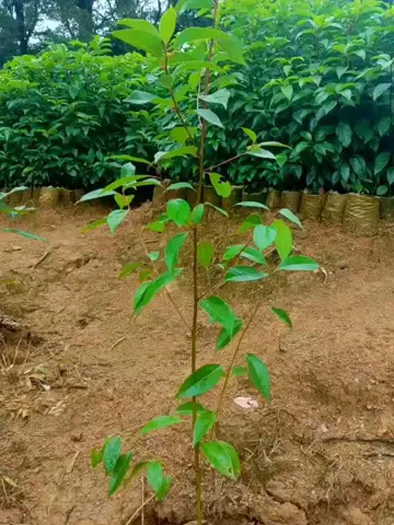 小区一楼小院新栽种的香樟树幼苗