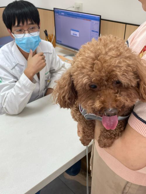 宠物医生指着犬只后颈红疹位置的问诊场景
