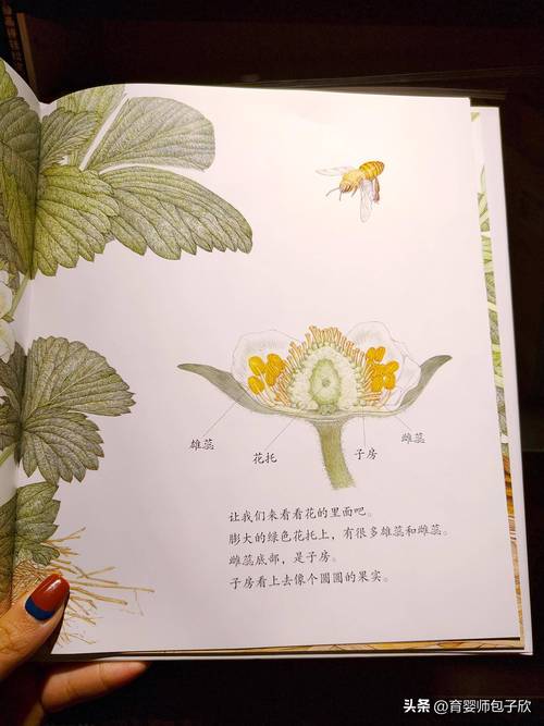 果实:一场跨越千万年的欺骗与共生-因为所以