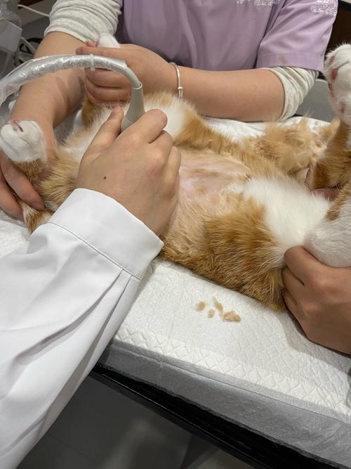 兽医给呕吐猫咪做腹部触诊的临床图