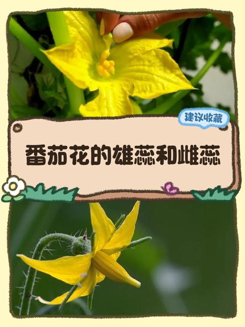 家庭阳台盆栽番茄雌蕊雄花实拍图