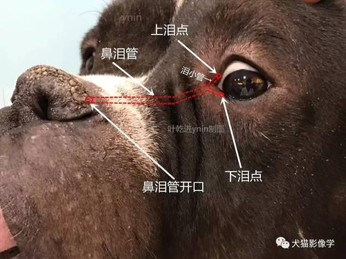 狗狗鼻泪管解剖结构示意图