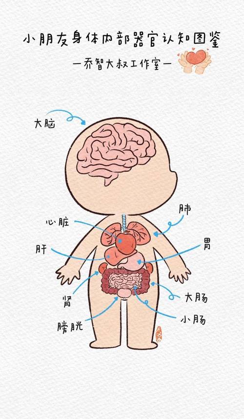 卡通风格儿童身体认知挂图标注生殖器官正确名称