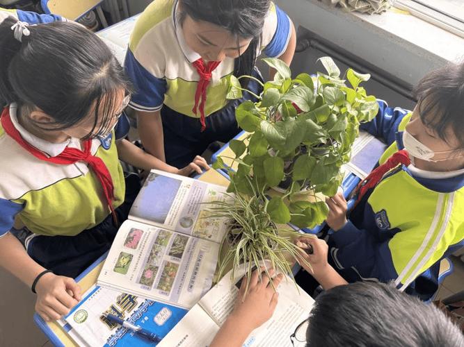 中小学生围在植物角讨论植物死因