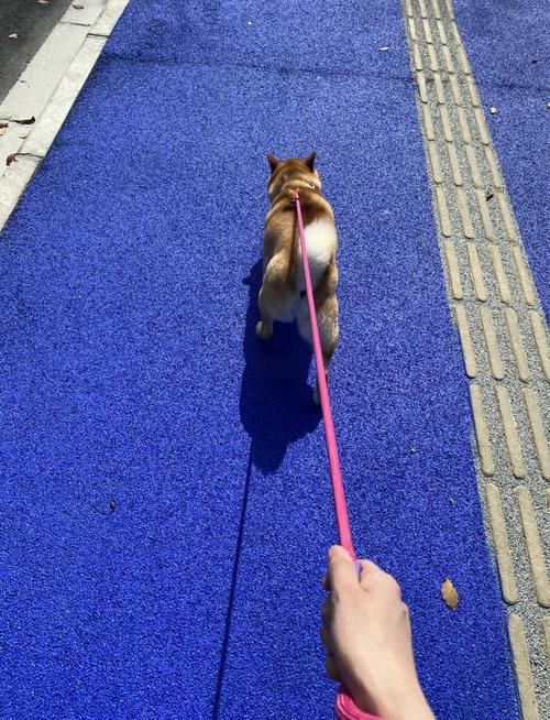 错误猛拽牵引绳随行训练实拍