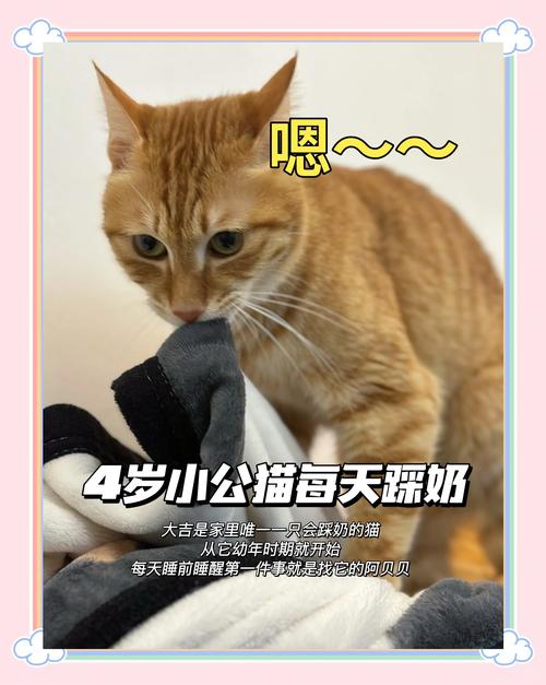 小奶猫踩母猫肚子 喝奶特写