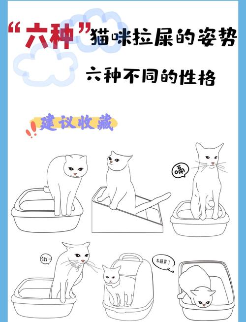 铲屎官日常处理猫粪便正确操作示意图