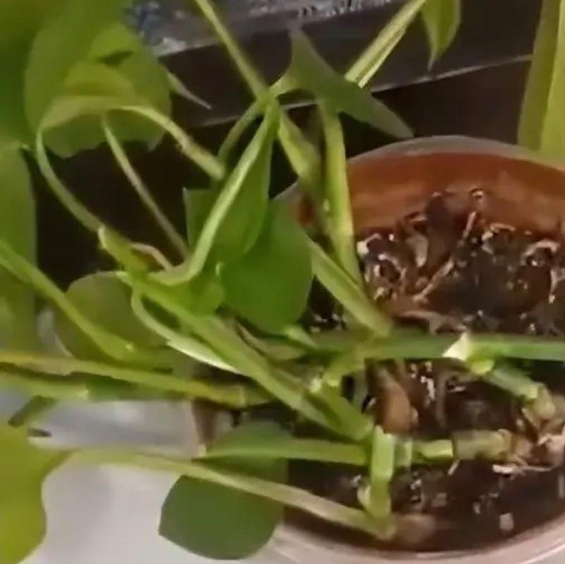 餐厅厨房过道垂下来的绿萝藤条蹭到白瓷汤碗的细节