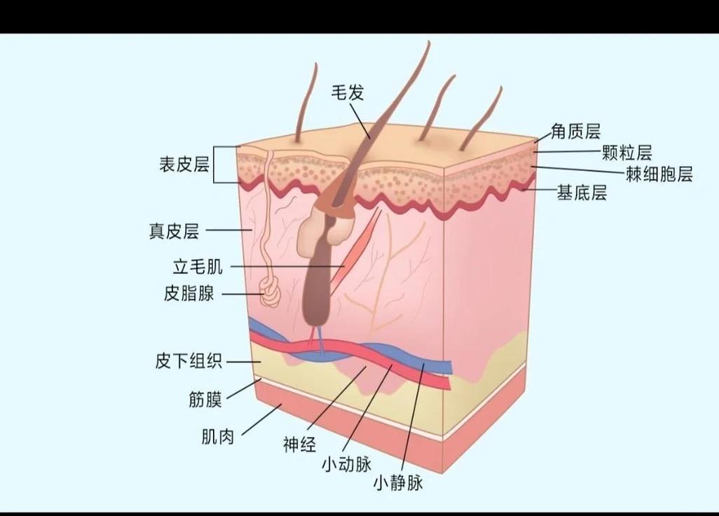狗狗健康皮肤皮脂层结构示意图