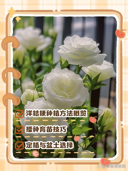 阳台盆栽洋桔梗浇水技巧示意图