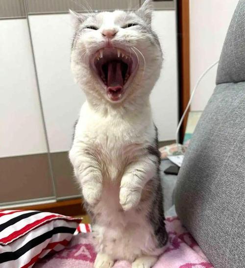 家猫打哈欠时露出红肿牙龈的抓拍图