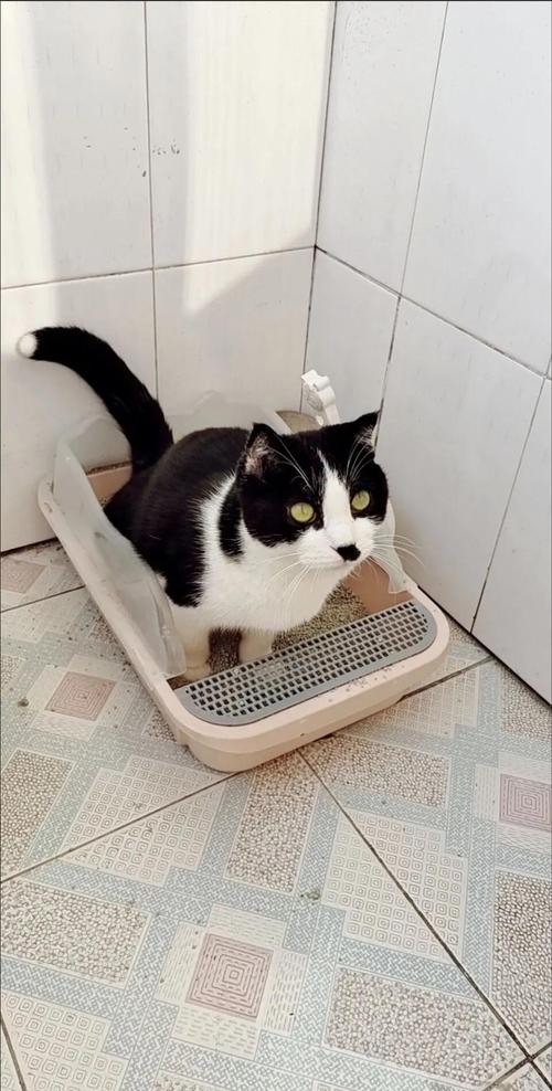 猫咪对着家居物品翘尾巴喷尿的近距离实拍