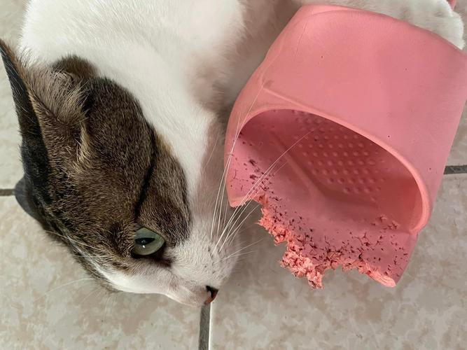 猫咪分离焦虑啃坏的玄关鞋子现场