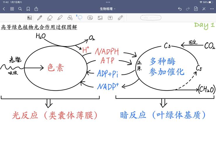 高中生物光合作用曲线坐标题 手绘图