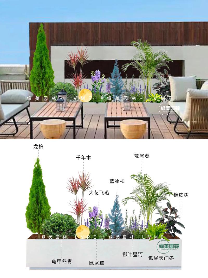 不同朝向阳台适合种植的植物选择指南