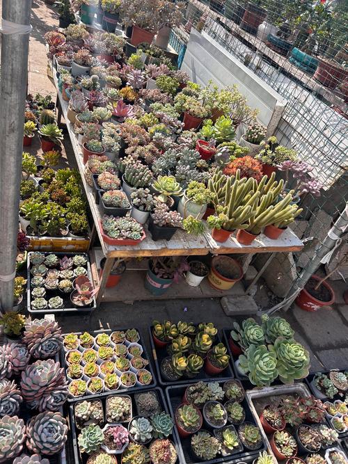 花市多肉植物摊位