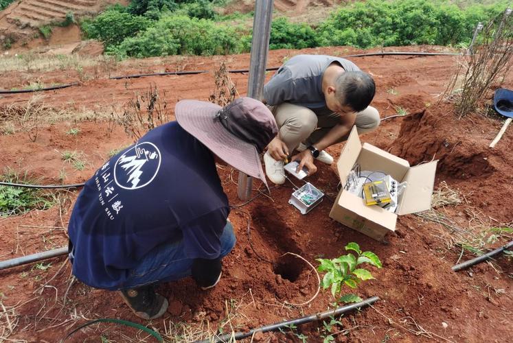 山地咖啡园物联网水肥传感器安装现场