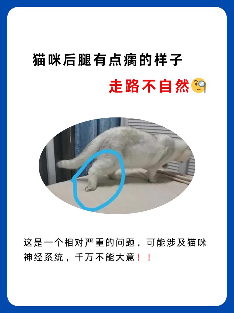 猫髌骨脱位早期后肢外八走路实拍图