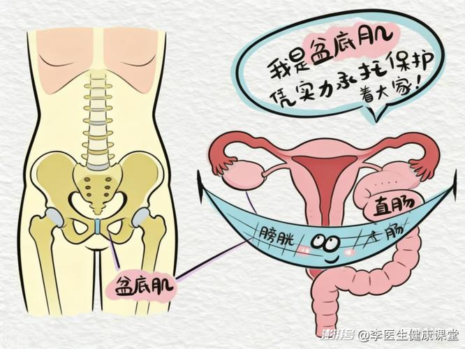 盆底肌:看不见的“吊床”最致命