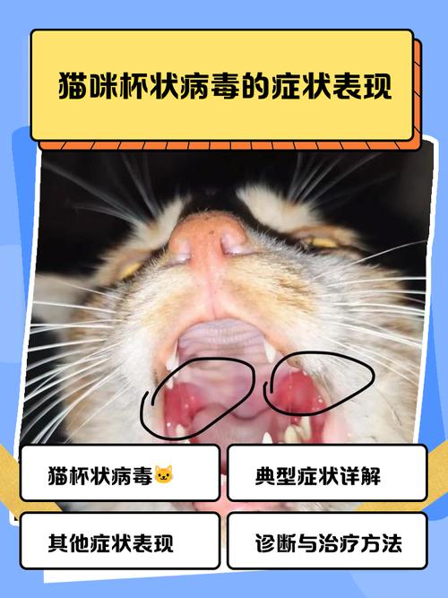 感染猫杯状病毒的家猫口腔软腭溃疡实拍