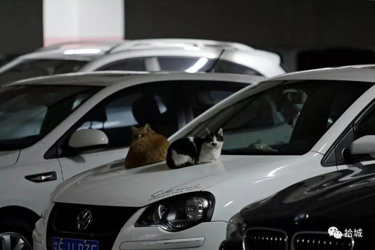 趴在小区汽车引擎盖上叫的发情三花猫