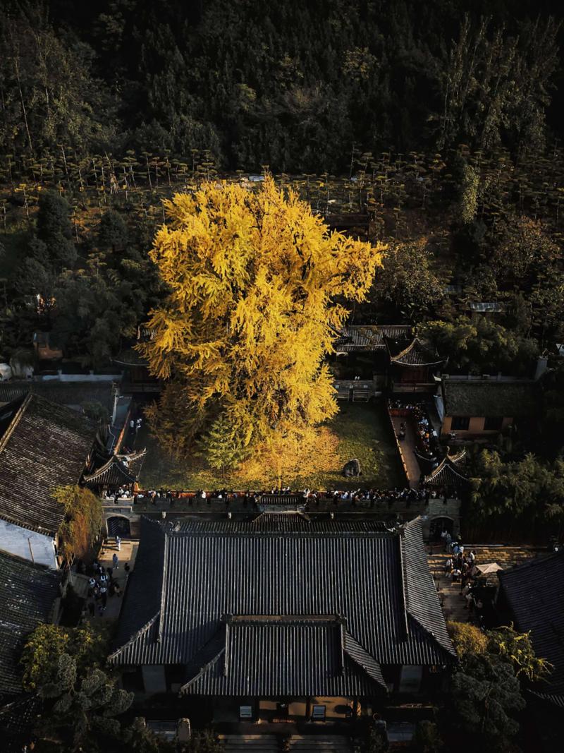 银杏：满地翻黄，臭是真的臭-因为所以