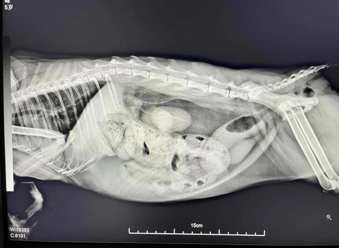 犬猫腹部X光片显示肠道异物梗阻