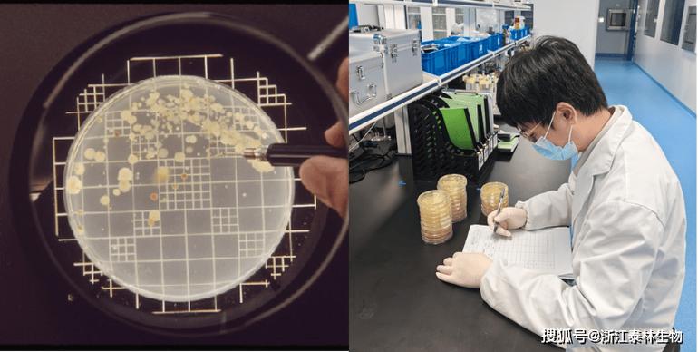 实验室工作人员观察培养皿中的工程酵母菌落
