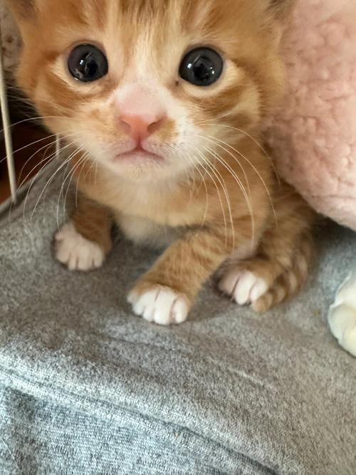 橘猫叼着沾猫毛的半块橡皮放在书桌边