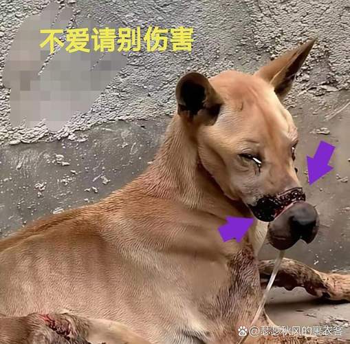 兽医展示被狗咬碎的危险鸡骨头碎渣