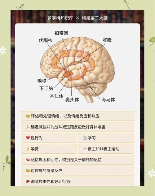 人类大脑边缘系统杏仁核情绪反应示意图