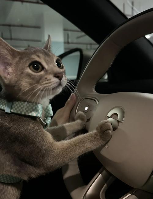 出租车司机下班蹲地上摸橘猫脑袋