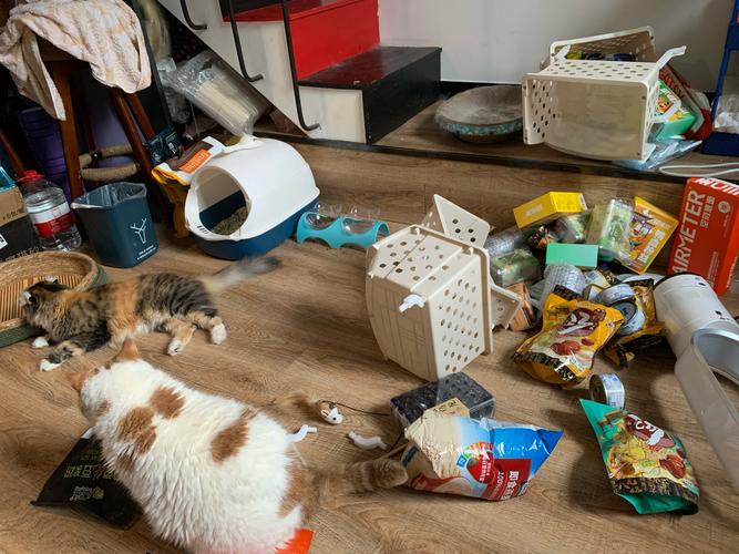 杂乱的家庭办公角落 零食堆和猫