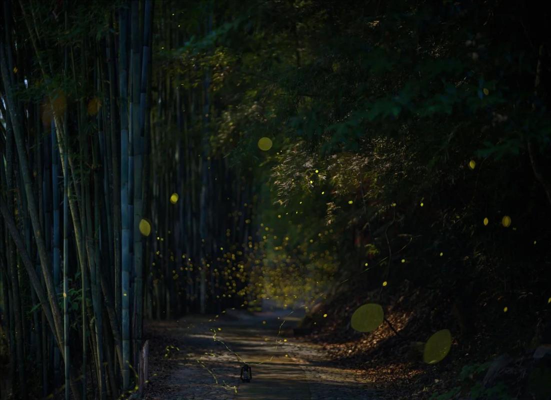 萤火虫：暗夜里的流光与叹息-因为所以