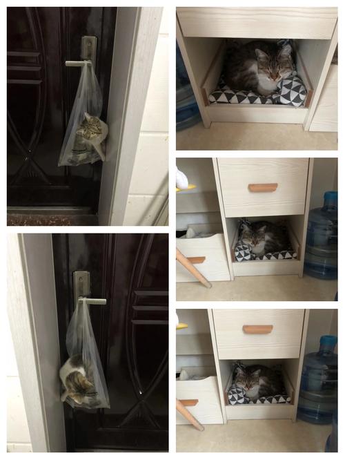 猫咪蹭入户门鞋柜标记领地实拍