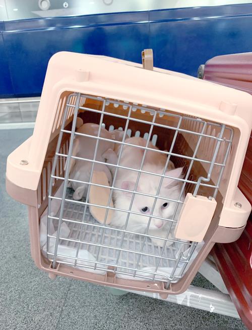 刚做完绝育苏醒的猫宠物航空箱