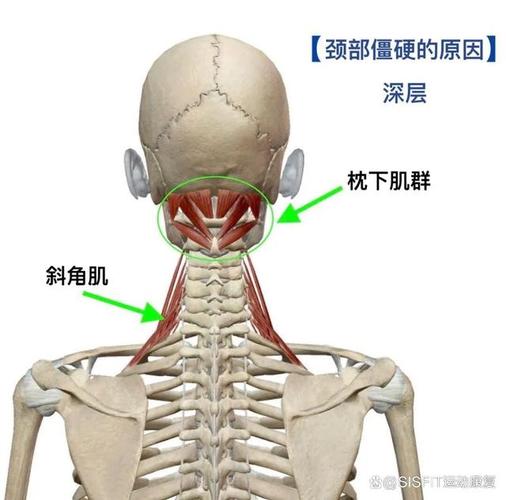 每天5分钟的晨间简易舒展,唤醒僵了一夜的身体-仁者医