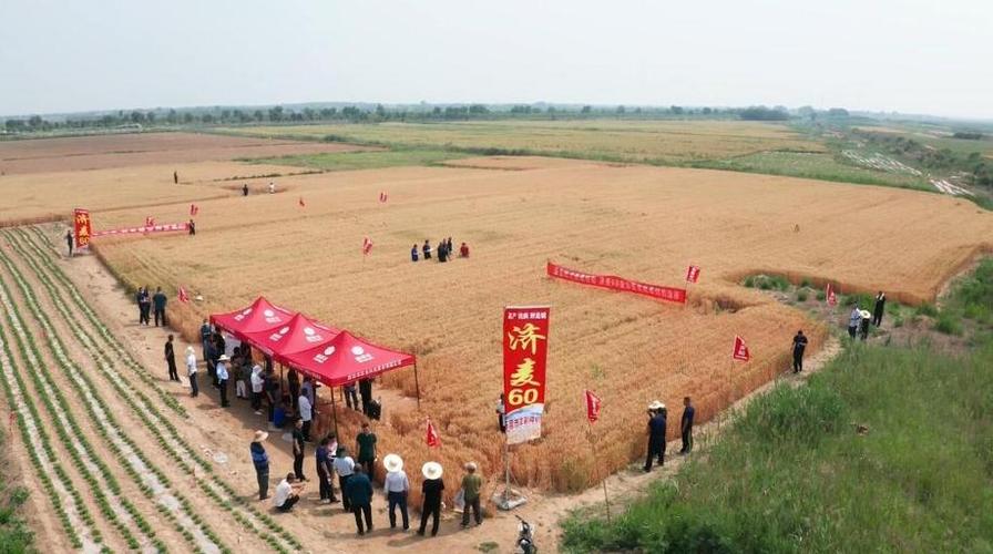 山东东营耐盐碱小麦收割测产现场