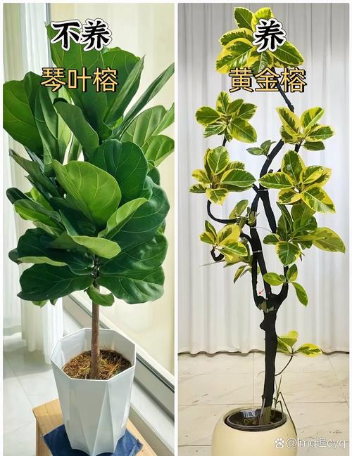 入住后绿植盆栽的装修相关问题