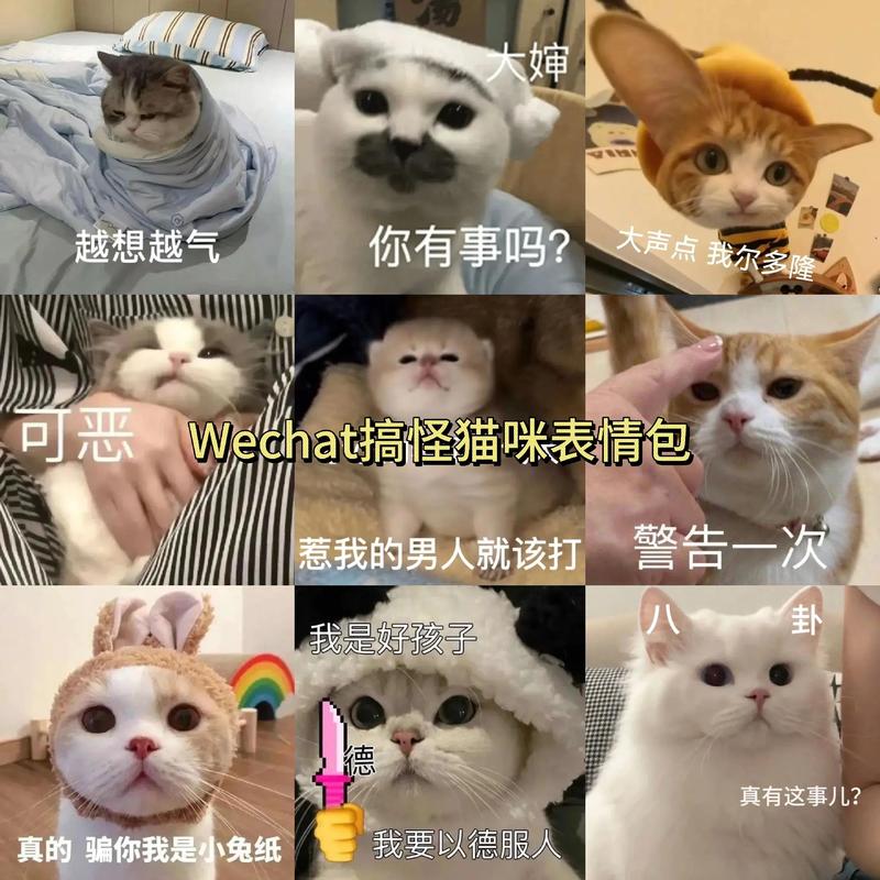 搞笑猫咪表情包制作过程配文字展示