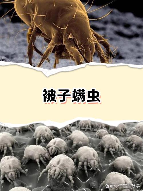 换季收纳棉被滋生螨虫显微镜观测图