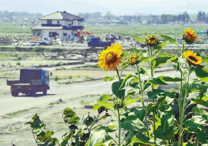 核污染地区种植向日葵进行土壤修复场景