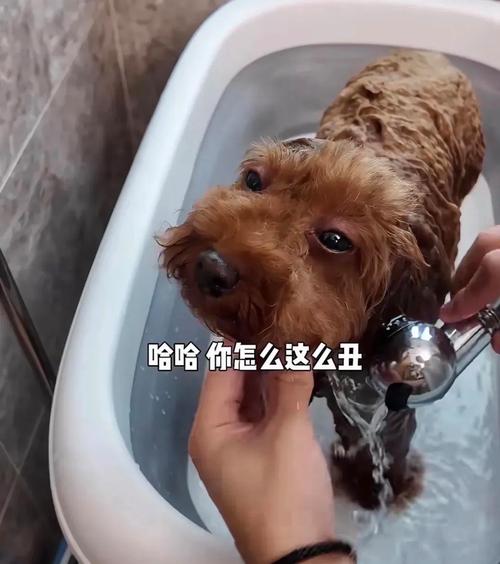 成年人在卫生间对着镜子模仿狗喘气解压的幽默场景