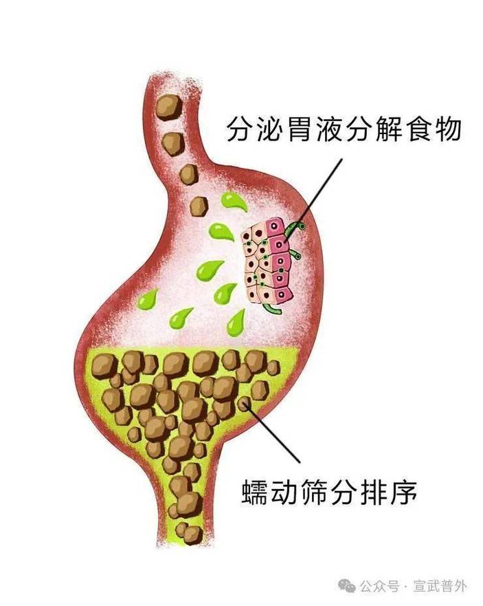 人体胃部胃酸分泌生物钟示意图