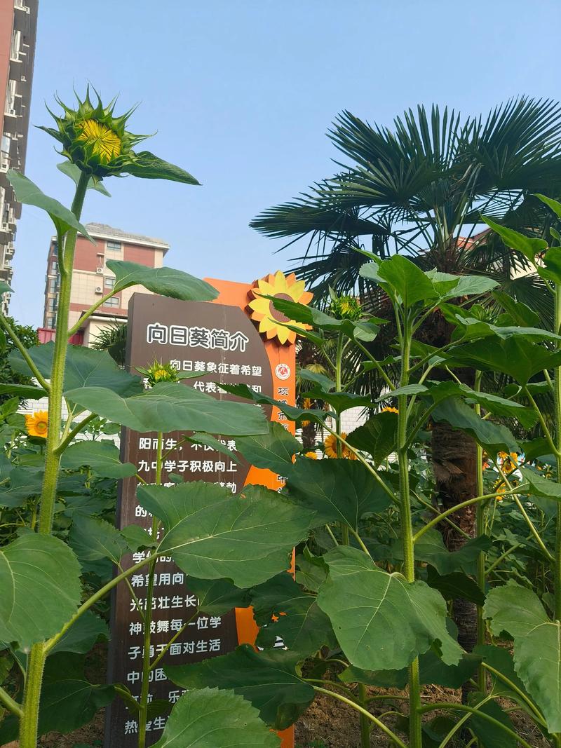 中学园艺社团学生种植的歪向日葵实拍