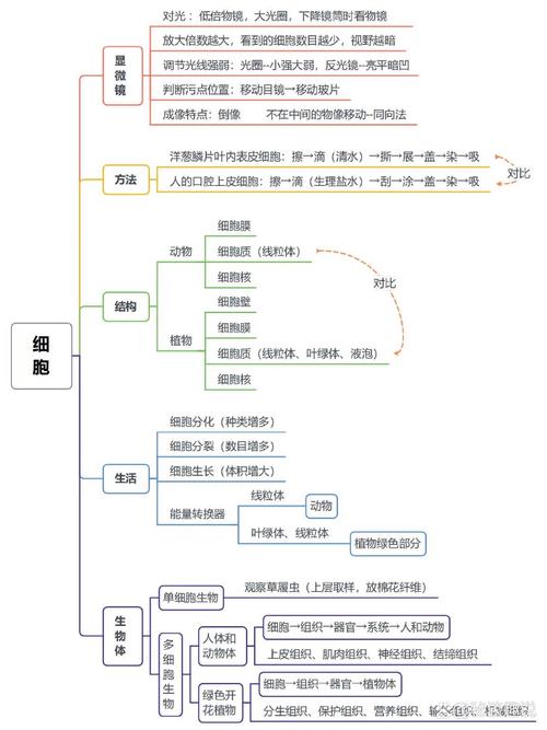 初中生物细胞结构知识点思维导图手绘